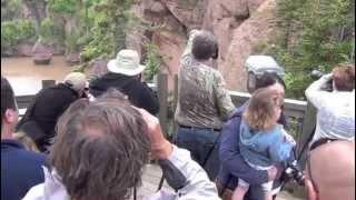 Peregrine viewing at The Hopewell Rocks