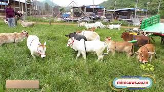 Nadipathy cattle 1 - 2 feet height  Dr. P. Krishnam Raju | | #youtube #animals #cow #yt #cow