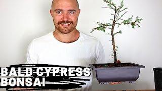 Making a Bald Cypress Bonsai | AKA Swampie or Taxodium distichum