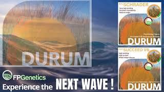 FP Genetics - NEXT WAVE Durum