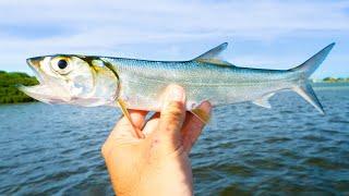 Using LADYFISH as Cut Bait NONSTOP Redfish Fishing