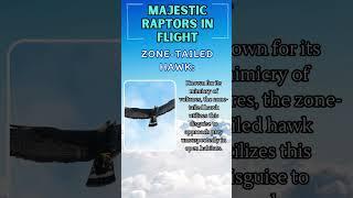 In the Realm of the Skies: Majestic Raptors in Flight - Zone-Tailed Hawk!