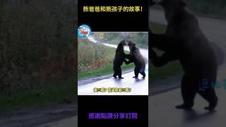 狗狗只搞笑動物系列第538集 熊爸爸和熊孩子的故事！ #搞笑 #黃狗 #monkey #搞笑 #黃狗 #主人 #主人 #panda #老友狗狗 #狗熊 #大熱門 #funny #animals #黑熊