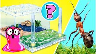 ️ LIVE: How To Make Cool Houses For Ants, Rats, Turtles, Spiders & Snails || EASY DIYs!