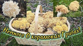 Рогатые Грибы! Гриб-Капуста! Рогатик Гроздевидный! Ramaria Botrytis!