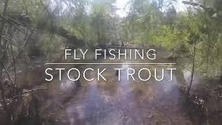 Fly Fishing Stock Trout- With Saber Tooth Fly And Tackle