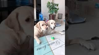 Baby Animals  Funny Cats and Dogs Videos Compilation 2021 # 77
