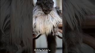 The King of all Maine Coons. #mrvivo