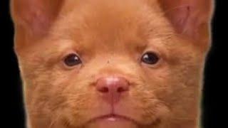 monkey lyrics 
