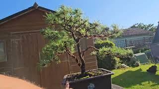 Mugo pine Bonsai Tree Summer Update