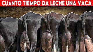  Cuánto Tiempo Da Leche Una Vaca Lechera, Descubre Todo Lo Que Necesitas Saber  