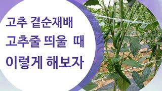 초기 고추 다수확을 위한 고추 곁순재배 고추줄 띄우는 방법과 3단 고추줄 띄우기