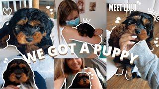 WE GOT A PUPPY! Picking up our 8 week old Black & Tan Cavapoo Puppy- First 24hrs with a Cavoodle pup