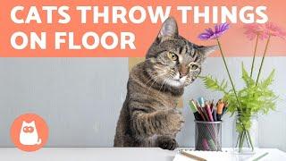 My Cat THROWS THINGS on the FLOOR  WHY?