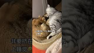 太可爱了萌到爆炸了 这是我一手养大的猫