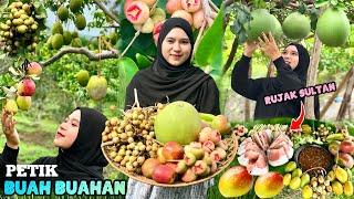 Petik buah-buahan dikebun | Bikin rujak buah