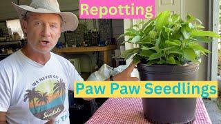 Repotting Paw Paw Seedlings