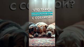 Социальный сон с собакой | Советы кинолога | ЛавГав