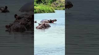 " Massive Hippo Bull's Majestic Yawn in Kruger Park" #safariafrica #animal #southafrica