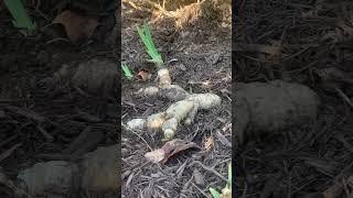 My iris flowers are making babies.  How to mulch iris rhizomes so they stay happy over the winter.