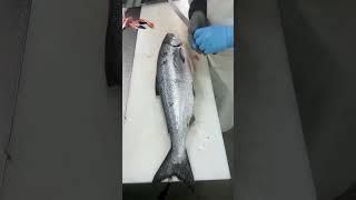 Starvin is live! Slammin Salmon! Ask me anything!