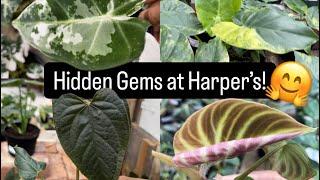 Unexpected Plant Finds at Harper’s Garden Center | Plant Shopping