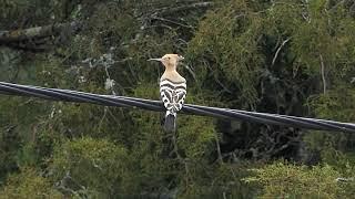 Hoopoe and roller in Alentejo, Portugal, birdwatching with Limosa