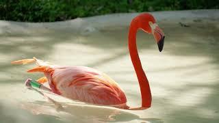 Greater flamingo and American flamingo | flamingo Video & Sound Effect | Wildlife.