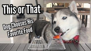 Husky Chooses Favorite Foods