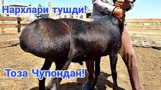 Энди нархлар тушди! Насл олишга кучкорлар!Сотилиб кетди!