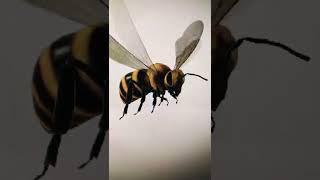 Flying Bee (animation) #shorts