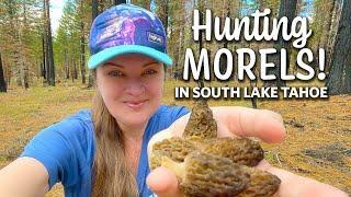 On the hunt for MOREL MUSHROOMS in South Lake Tahoe!