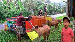 PERTAMA KALI NAIKIN 3 EKOR SAPI KE TRUK BARU