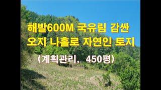 정선부동산 정선토지 "해발 600M 국유림 감싼 오지 자연인토지 매매" 계획관리지역 450평 2천7백 정선싼땅 정선농막용토지 /정선대복부동산