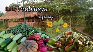 Harvesting AGAIN | Lots of cucumbers| Cooking pinakbet for the family