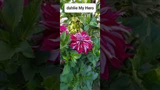   Dahlie My Hero,  2022   