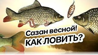 Как ловить сазана весной в марте апреле и мае? Секреты ловли сазана весной!