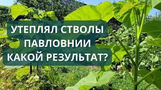 Павловния. Утепление стволов. Результаты