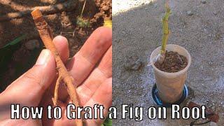 How to Graft Fig Trees Using Rootstock for Beginners: A Simple Step-by-Step Guide.