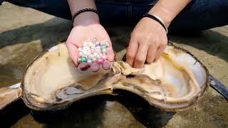 Fishing out the mussels with a net, an experienced pearl girl collects pearls to make necklaces