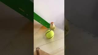 Smart Parrot So cute | Amazing Parrot Video