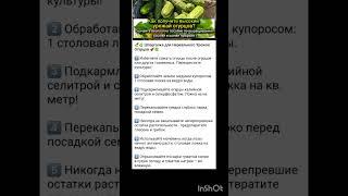 шпаргалка по огурцам для богатого урожая