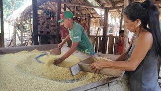 FAZENDO FARINHA DE MANDIOCA NA CASA DOS MEUS AVÓS/COMUNIDADE DE GUAJARÁ