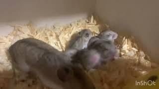 #китайскийхомяк, #pet, #хомяк, #питомник, #hamsterbabies, #hamster, #breader