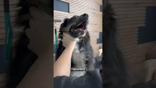 Знакомы с такой породой? #fyp #viral #dog #рекомендации #собаки #youtubeshorts