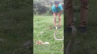 har har Shambhu shiv Mahadev #snakerescuermithumahato #snake #cobra #viral #mithumahatovideo