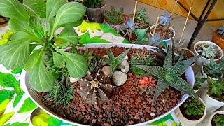 #564 Refreshing My Dish garden ; Simple Arrangement with new topping.. Succulent Davao