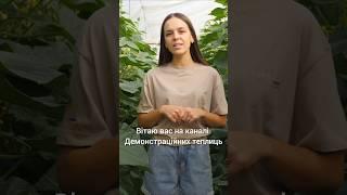 Вирощування огірків в теплиці Кіссон у другому обороті - кращі гібриди Beste Kern 