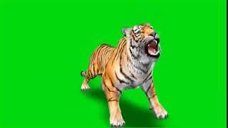 New tiger || green screen lion || no copyright green screen video || download free