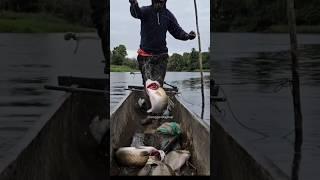 Fishing for barramundi with shrimp=02 #shorts